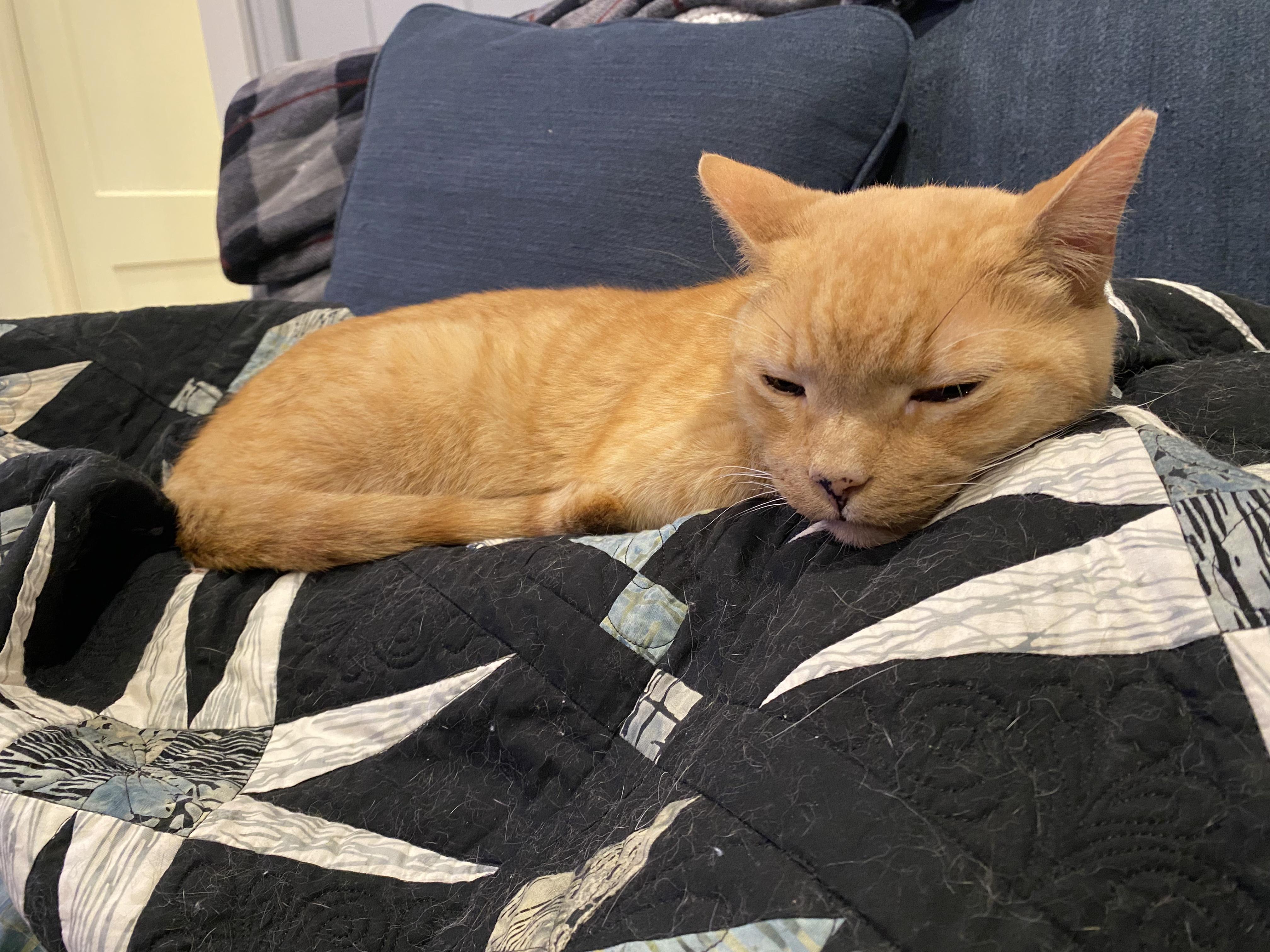 Enlarge Orange Sickle (A.K.A RUSTY), a Adoptable Domestic Short Hair in Warminster, PA image 1/6