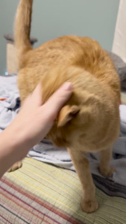 Enlarge Orange Sickle (A.K.A RUSTY), a Adoptable Domestic Short Hair in Warminster, PA video 6/6