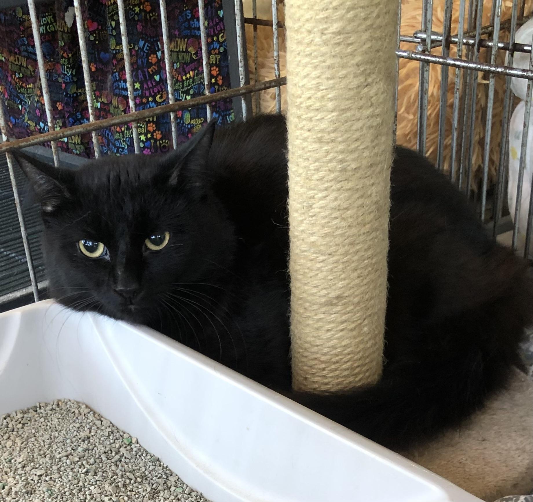 Fluffy, Adoptable, Young Male Domestic Short Hair.