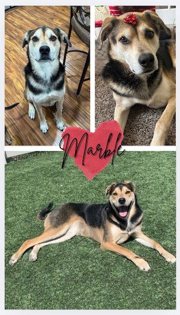 Marble, Adoptable, Adult Female Australian Shepherd.