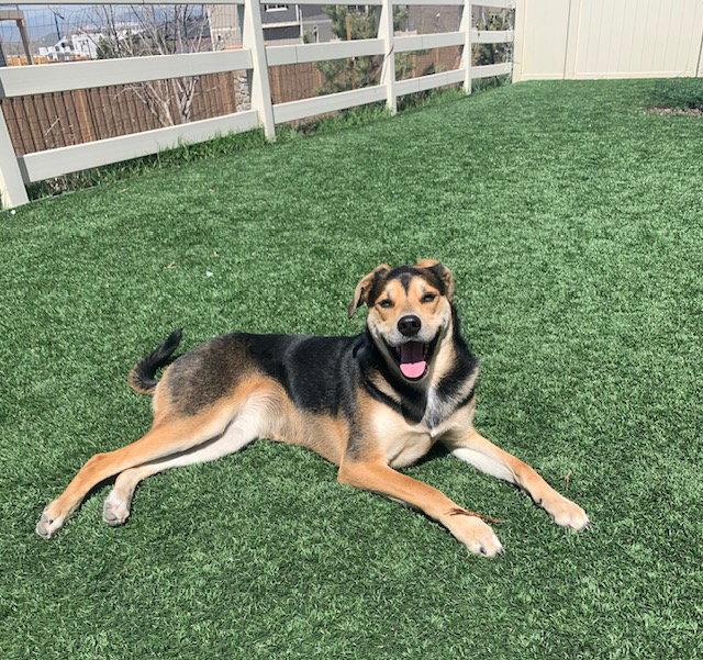 Marble, a Adoptable Australian Shepherd in Fort Collins, CO image 2/3