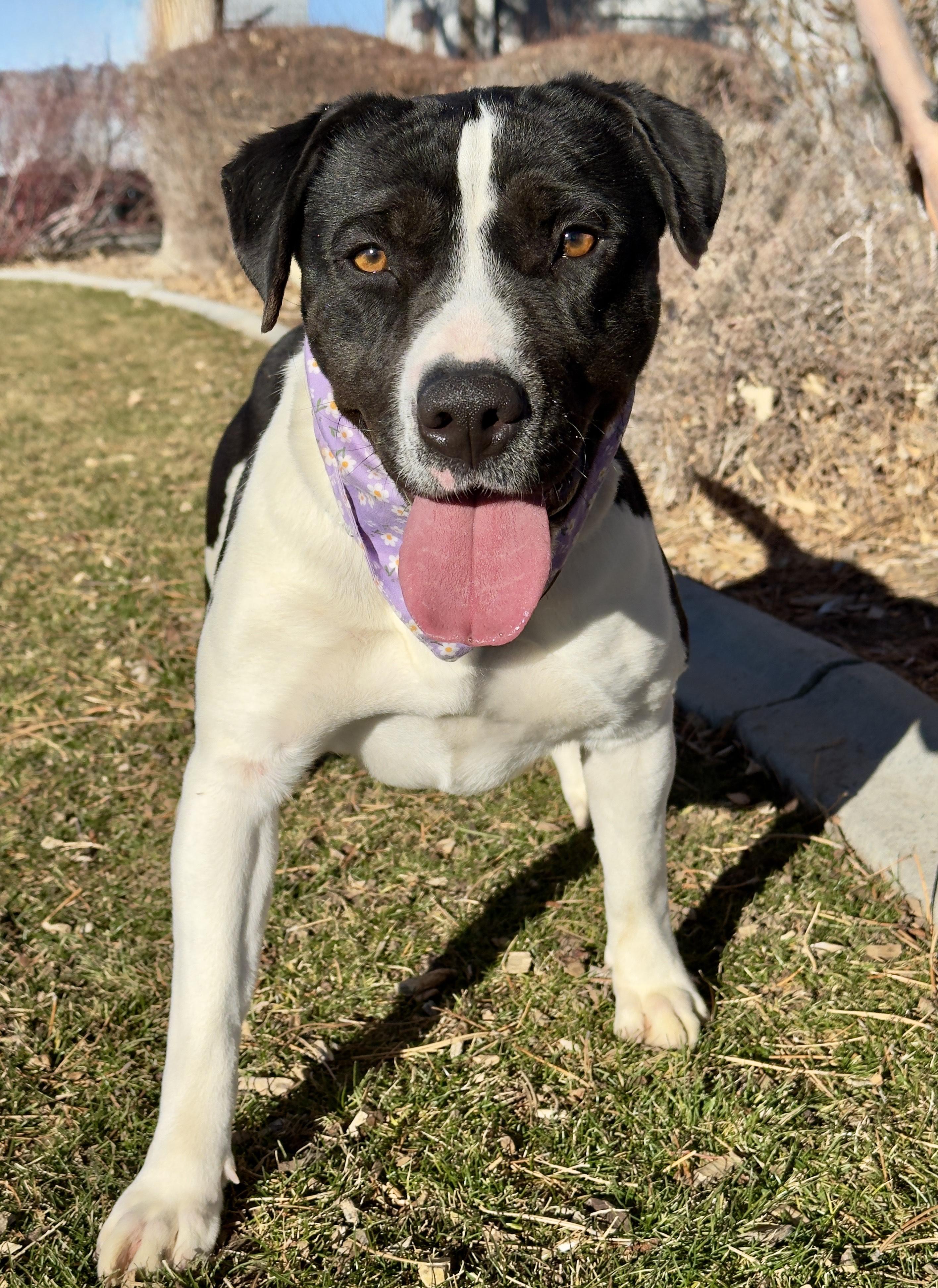 Freya, ADOPTABLE, Adult Female Pit Bull Terrier.