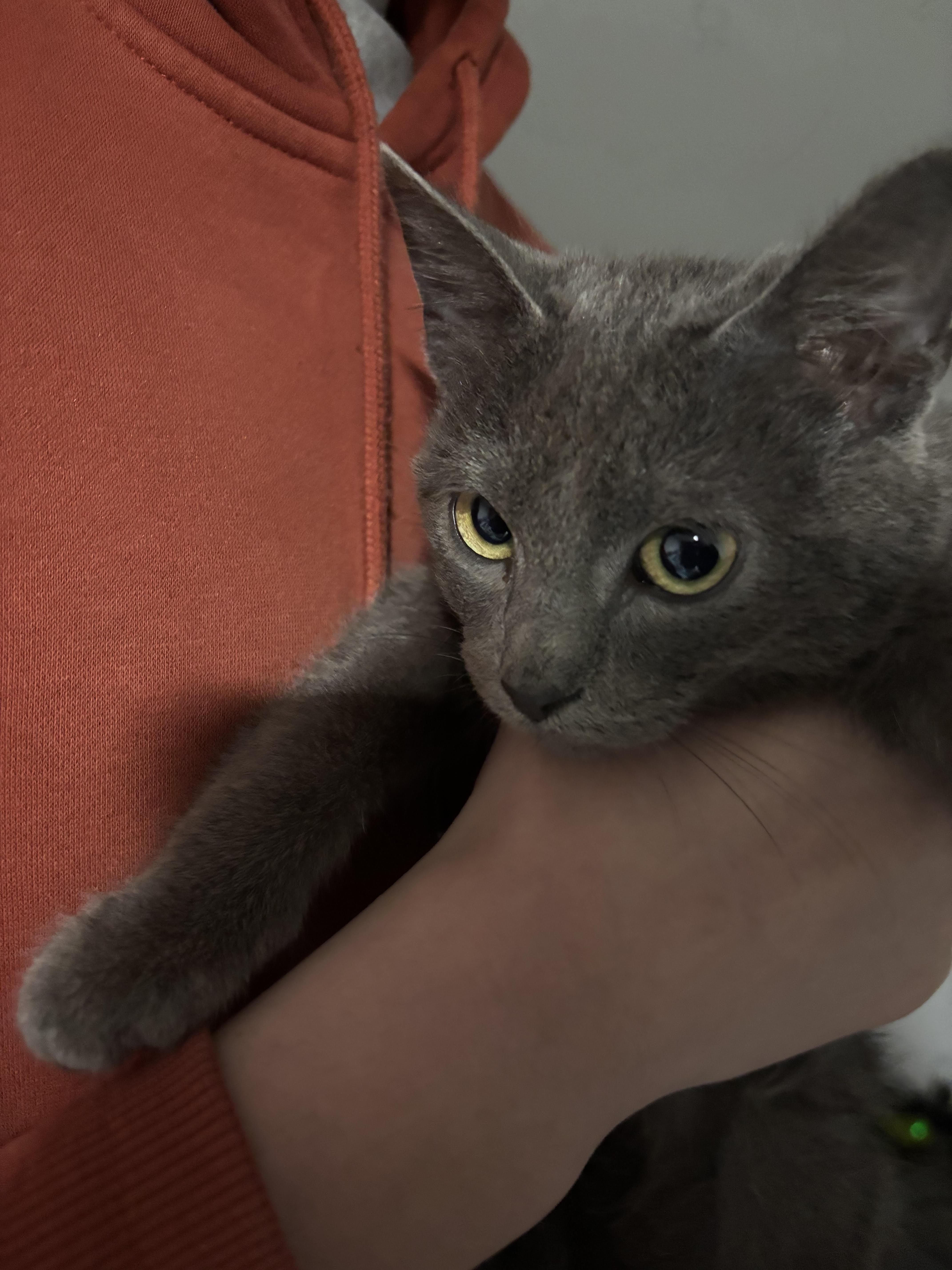 Enlarge Grayson, a ADOPTABLE Domestic Short Hair in Okmulgee, OK image 2/2