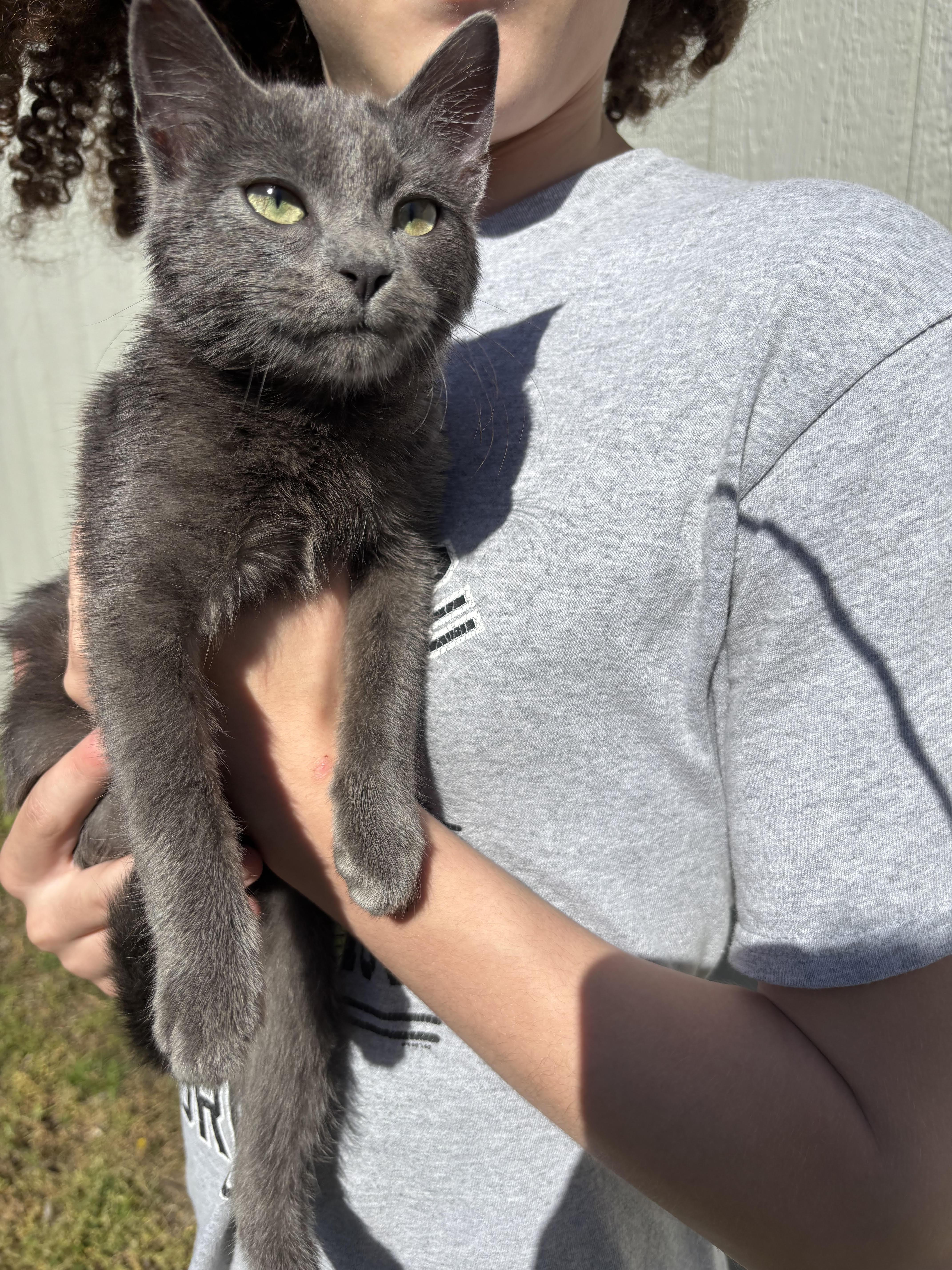 Grayson, ADOPTABLE, Kitten Male Domestic Short Hair.