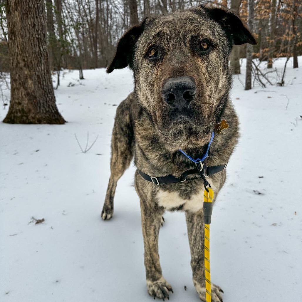 Mouse, a Adoptable mixed breed in Troy, VA image 1/4