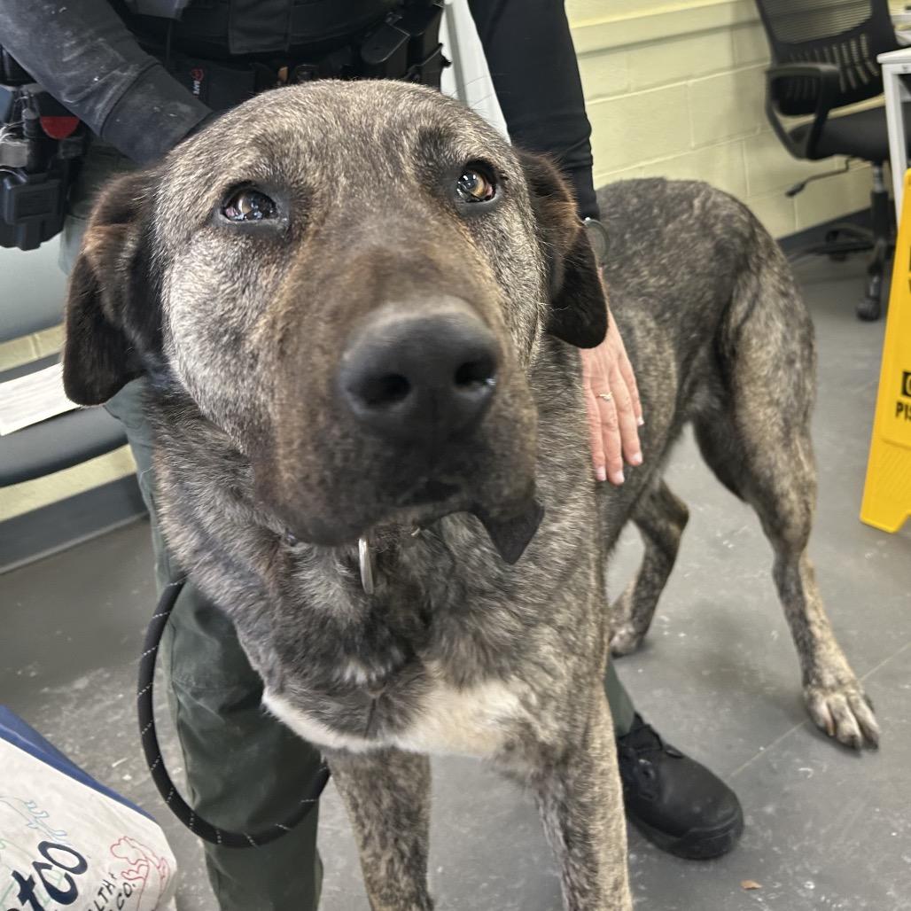 Mouse, a Adoptable mixed breed in Troy, VA image 3/4