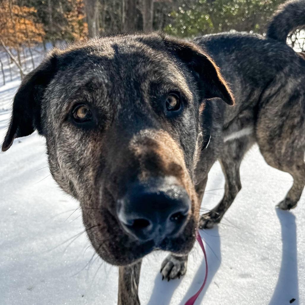 Mouse, a Adoptable mixed breed in Troy, VA image 4/4