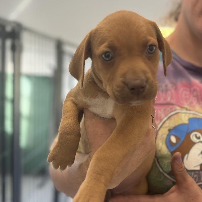 Deviled Egg, Adoptable, Puppy Female Labrador Retriever.