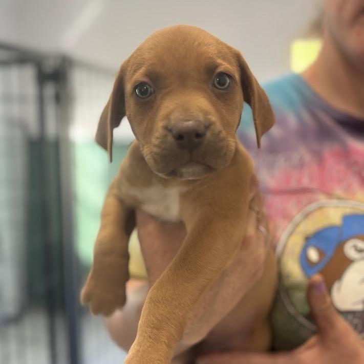 Enlarge Deviled Egg, a Adoptable mixed breed in North Charleston, SC image 2/3