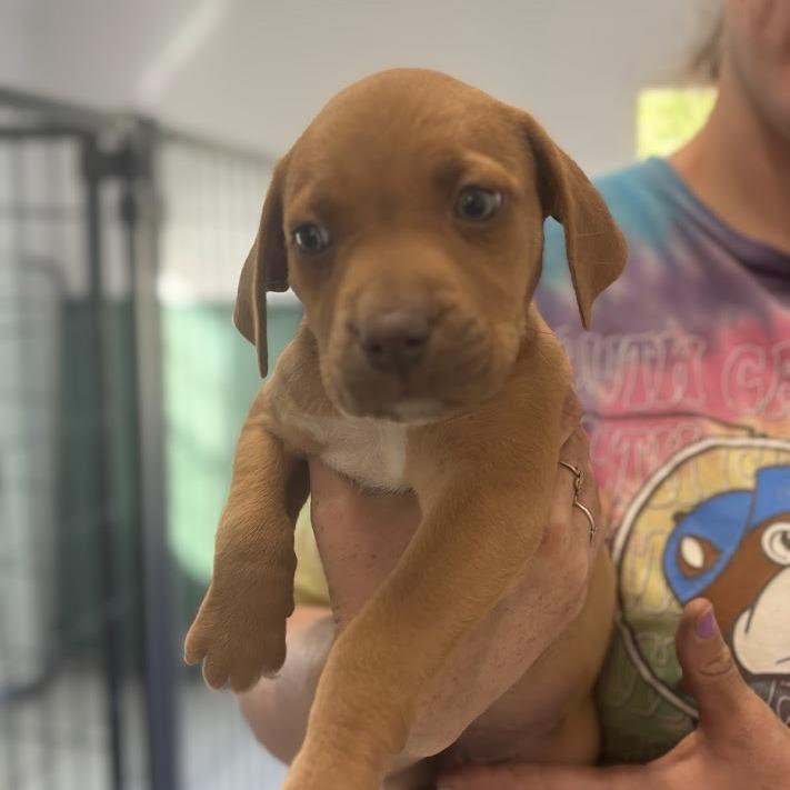 Enlarge Deviled Egg, a Adoptable mixed breed in North Charleston, SC image 3/3