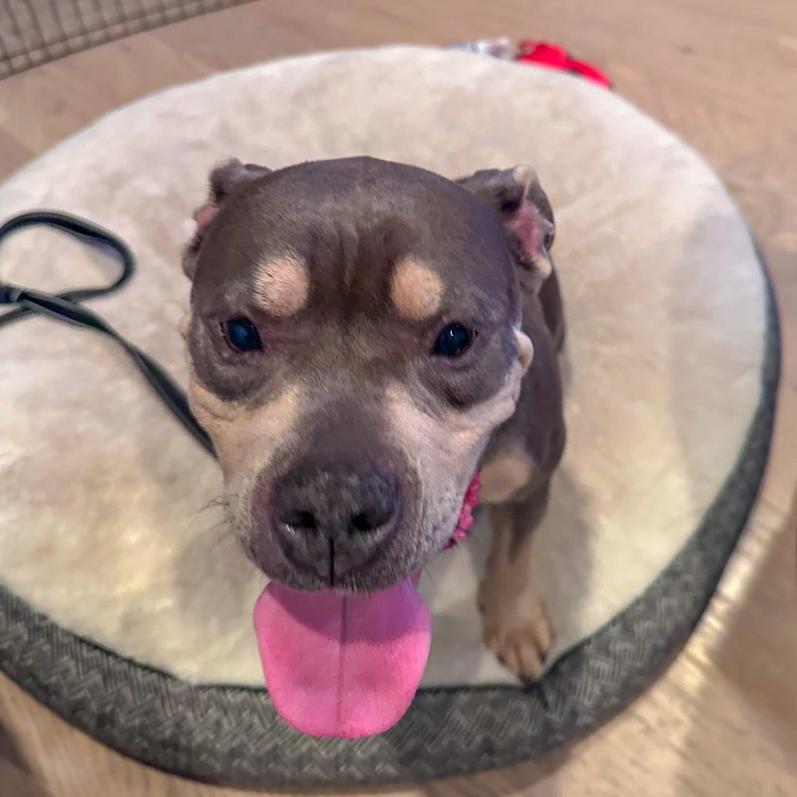 Enlarge MILLIE, an adopted Pit Bull Terrier in Morgan Hill, CA image 4/5