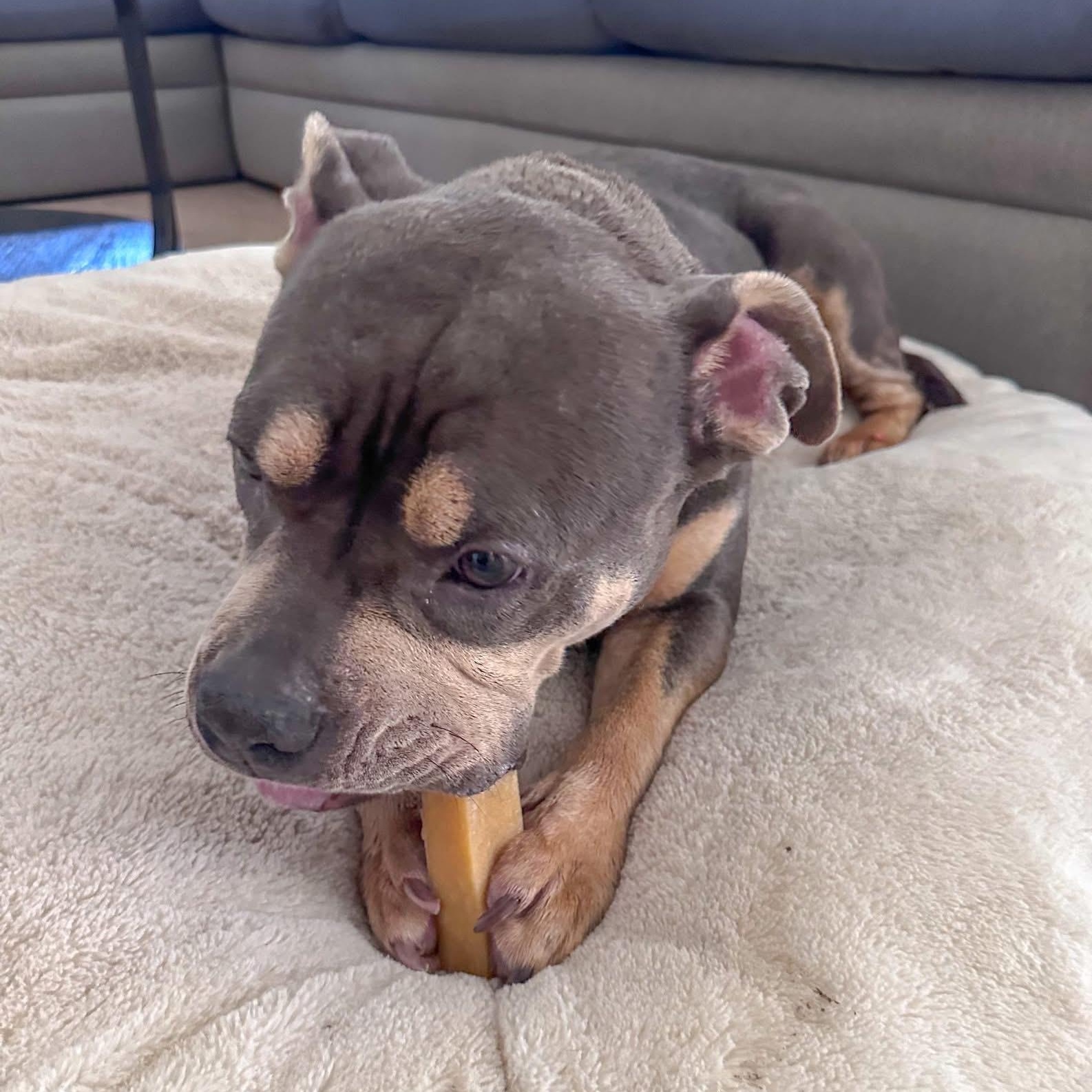 Enlarge MILLIE, an adopted Pit Bull Terrier in Morgan Hill, CA image 3/5