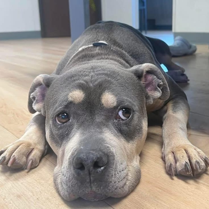 Enlarge MILLIE, an adopted Pit Bull Terrier in Morgan Hill, CA image 2/5