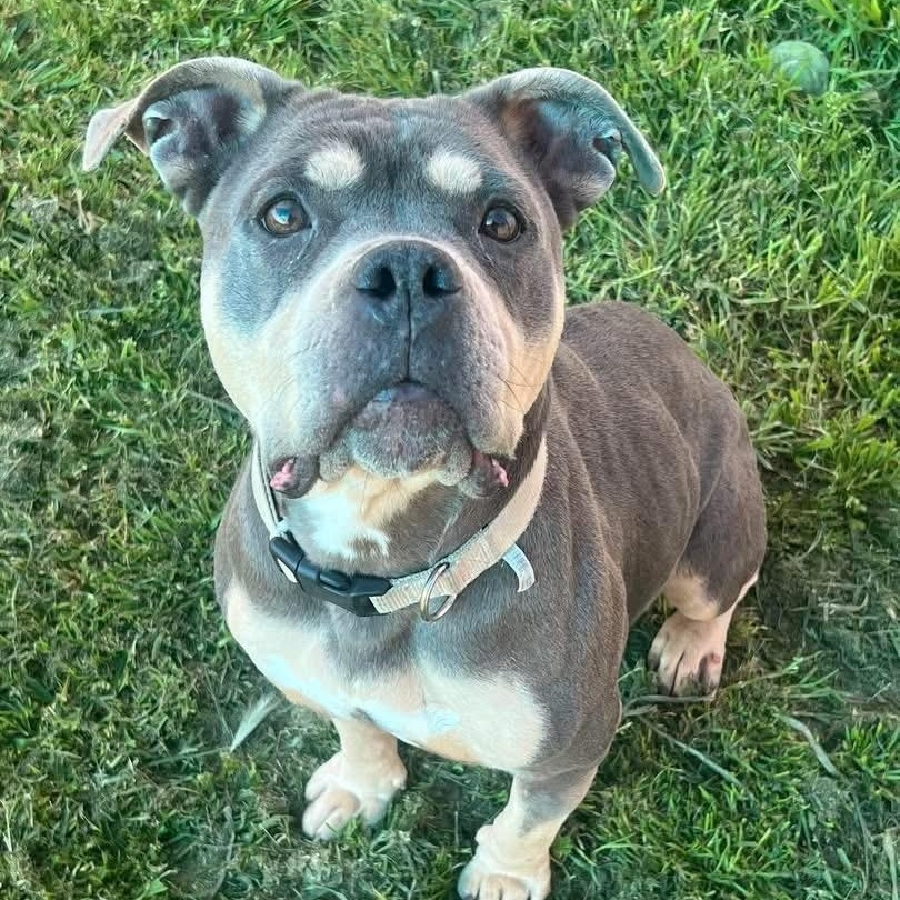 Enlarge MILLIE, an adopted Pit Bull Terrier in Morgan Hill, CA image 1/5