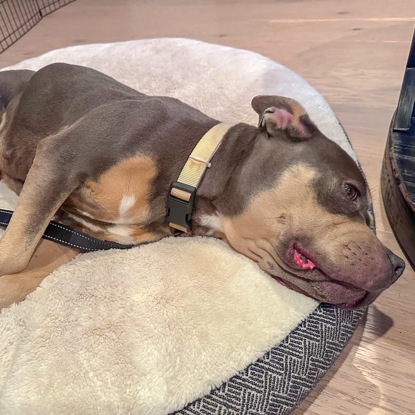 Enlarge MILLIE, an adopted Pit Bull Terrier in Morgan Hill, CA image 5/5