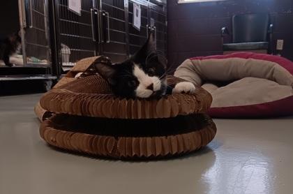 Jack-O, ADOPTABLE, Young Male Domestic Short Hair.