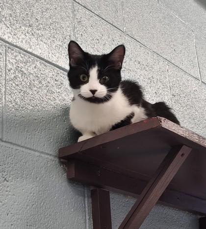 Jack-O, a ADOPTABLE Domestic Short Hair in Boyne City, MI image 2/2