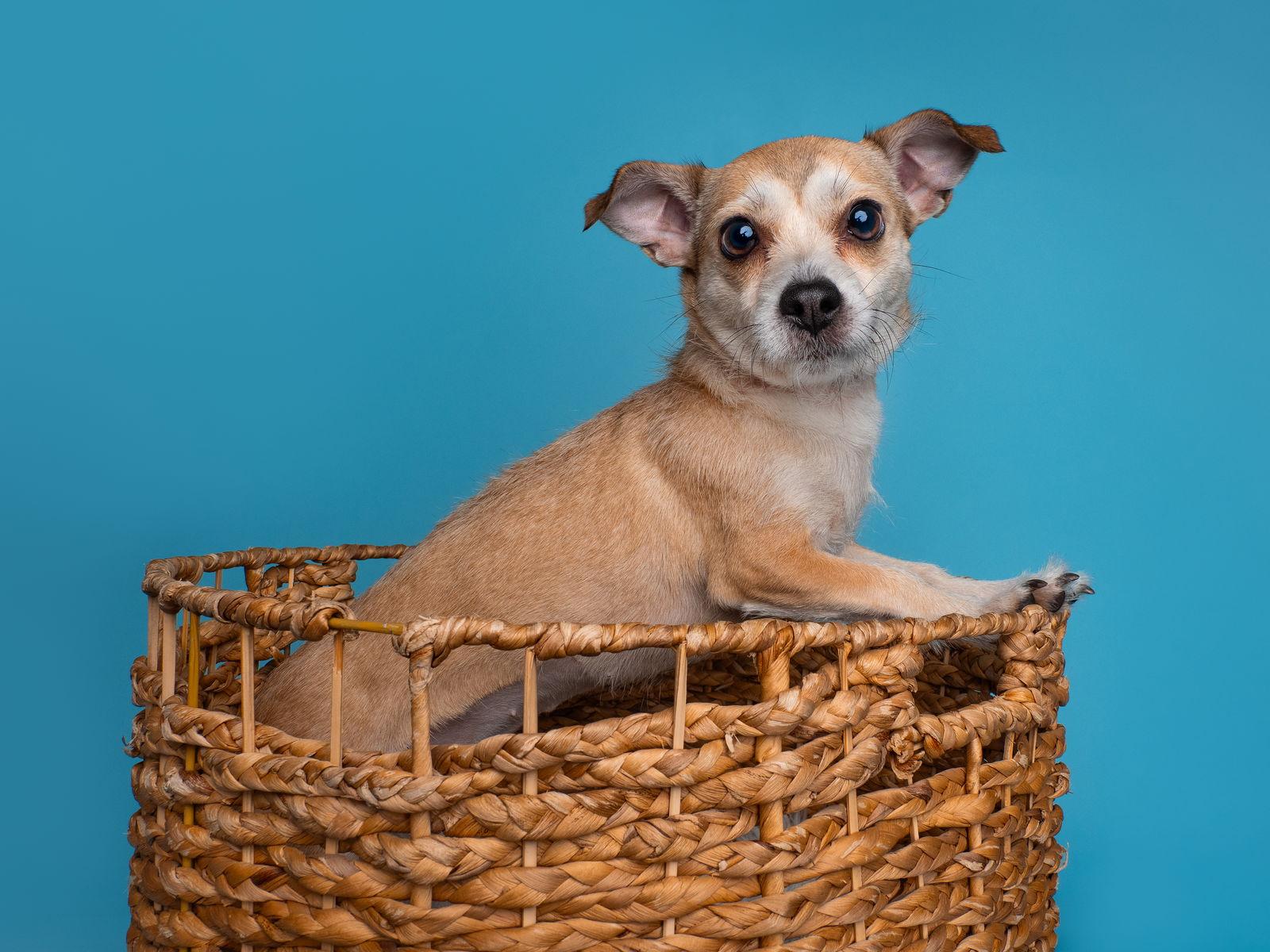 Soda Pup, Adoptable, Adult Female Parson Russell Terrier & Chihuahua.