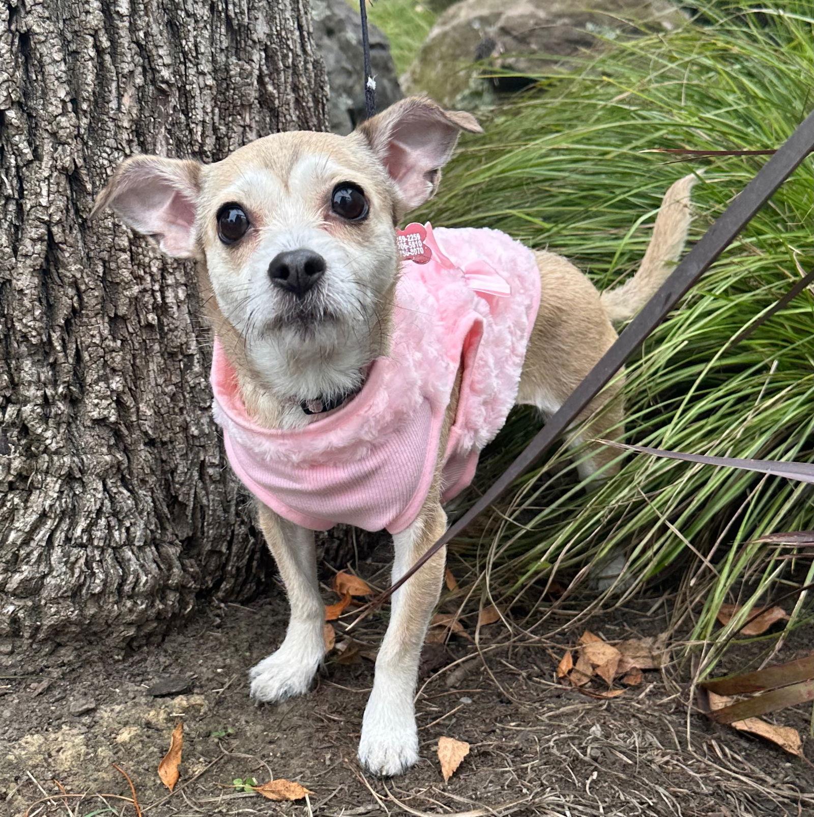 Soda Pup, a Adoptable mixed breed in Palo Alto, CA image 2/3