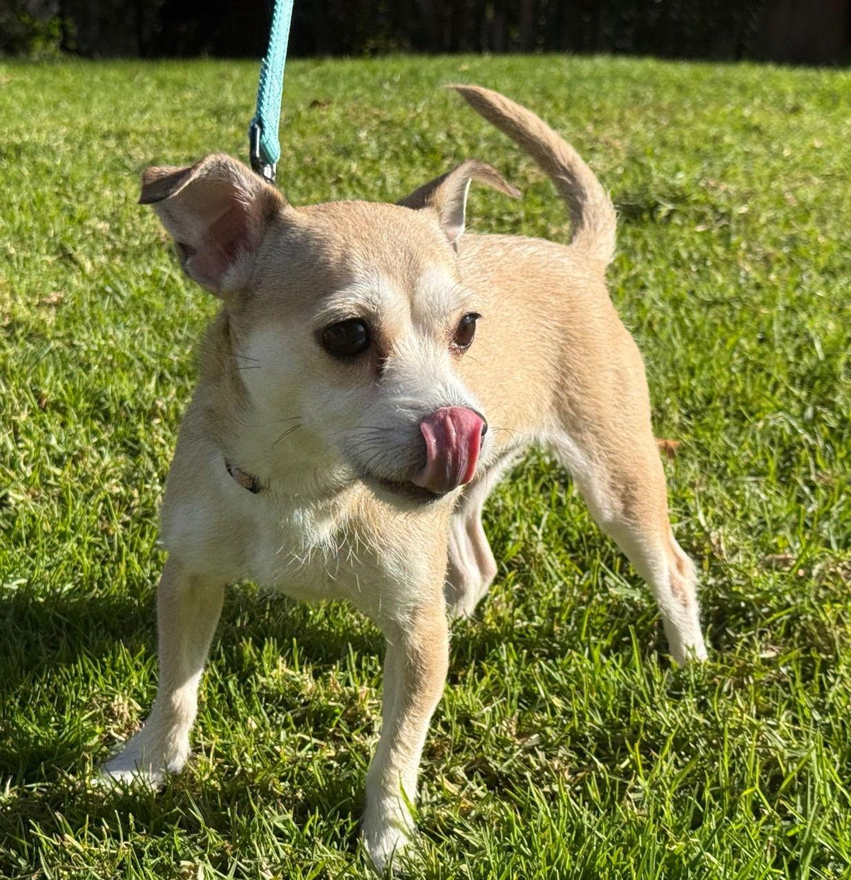 Soda Pup thumbnail 3