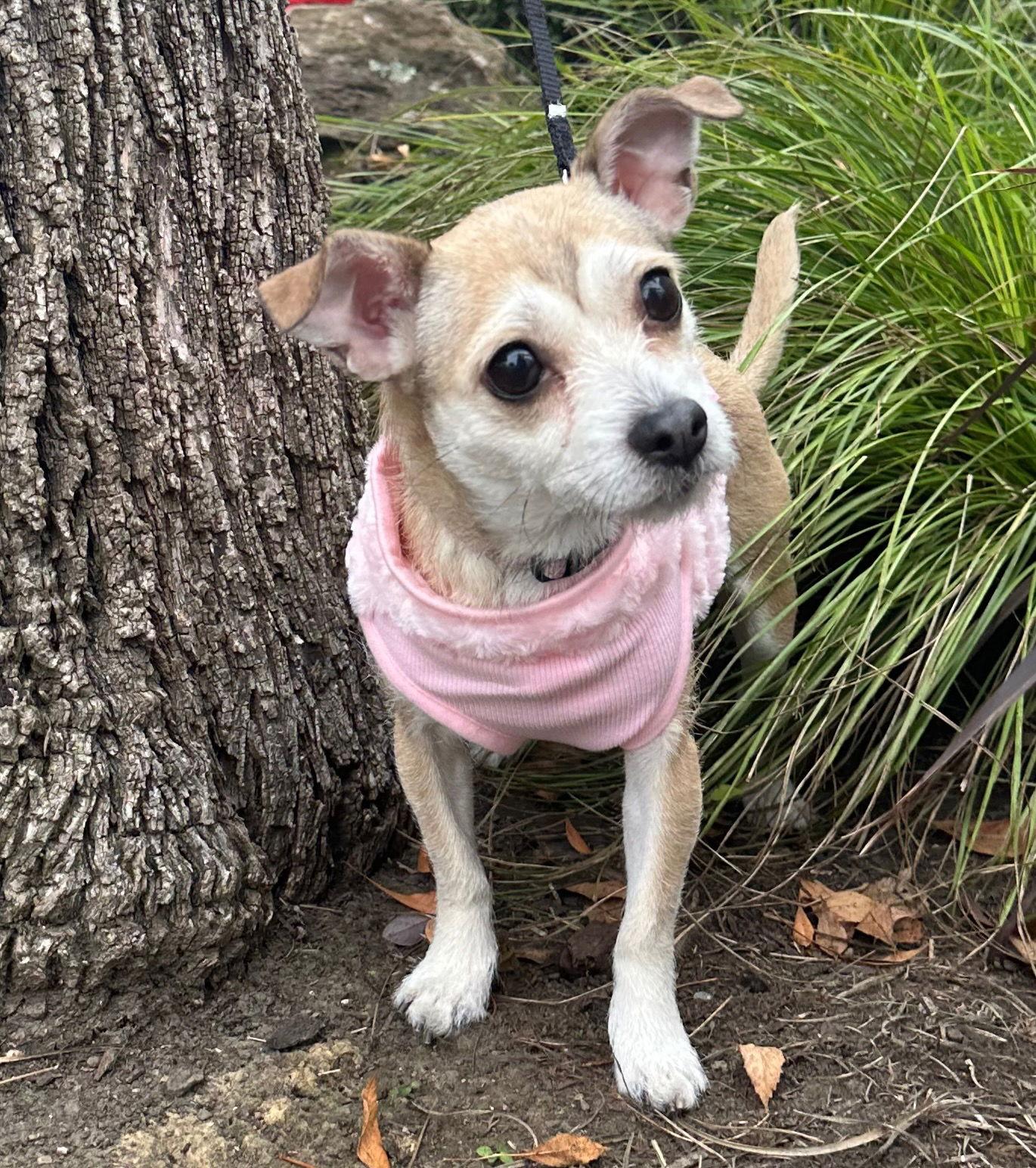 Soda Pup, a Adoptable mixed breed in Palo Alto, CA image 3/3