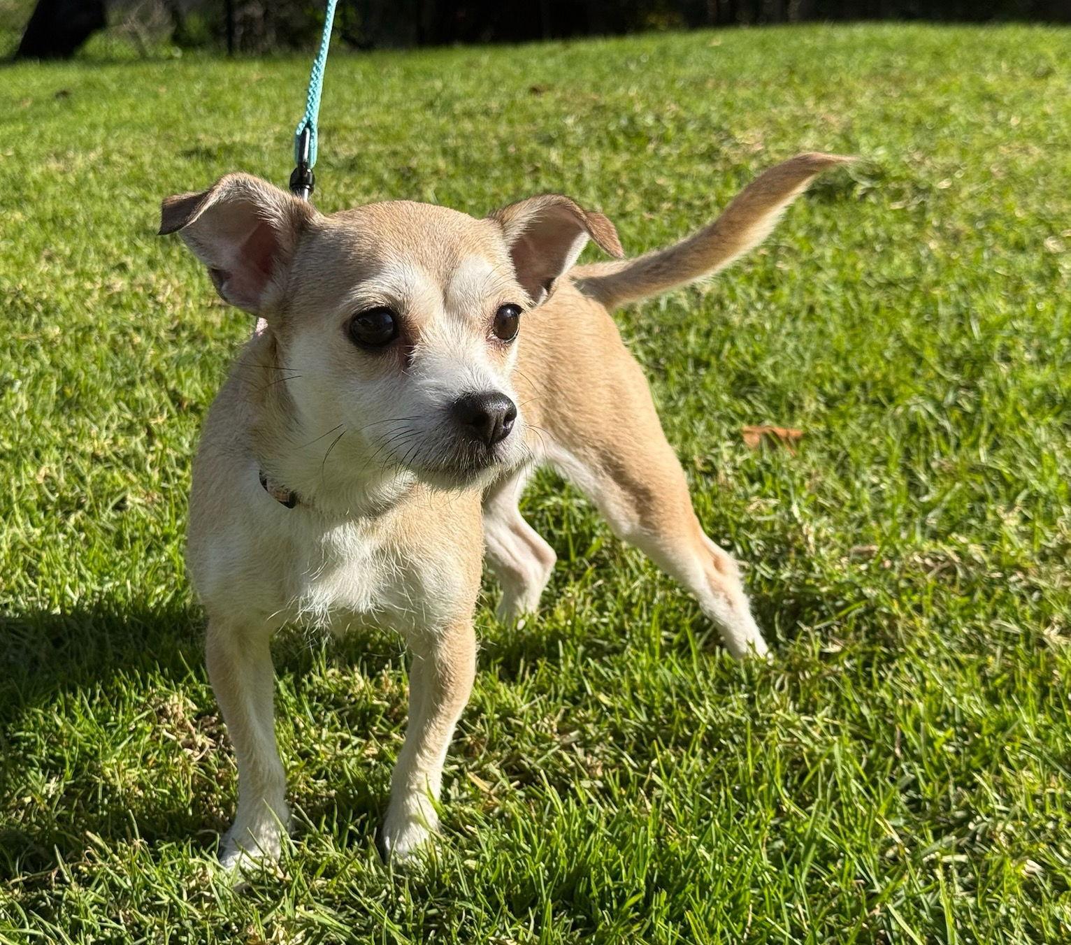 Soda Pup thumbnail 4