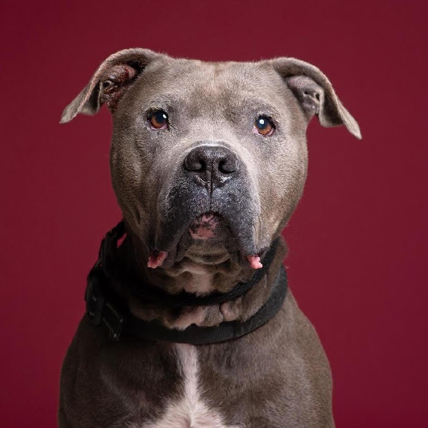 Rocco - Prison Training Graduate!