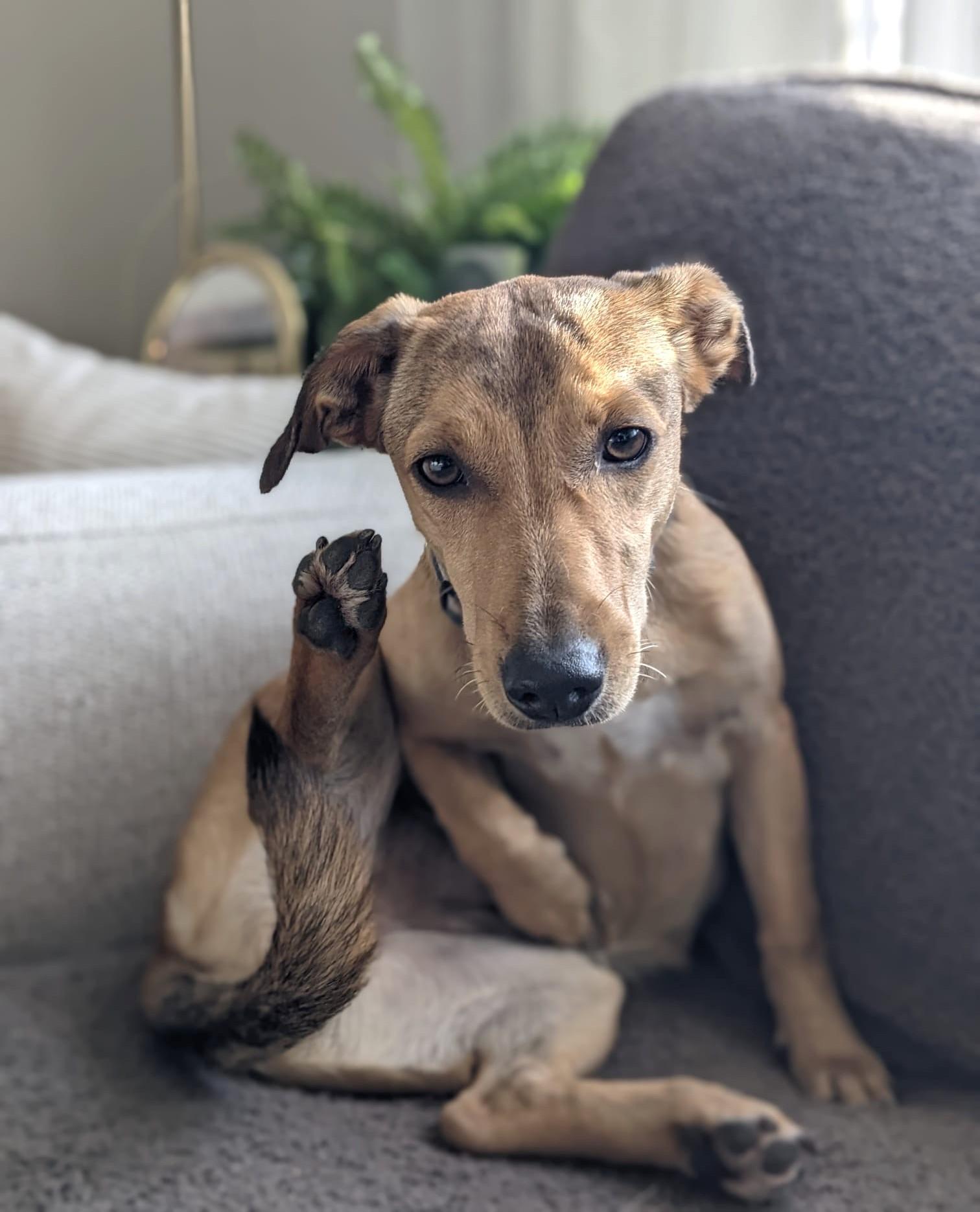 Enlarge Taylor, an adopted mixed breed in Mississauga, ON image 6/6