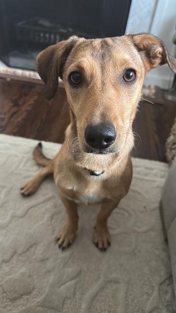 Enlarge Taylor, an adopted mixed breed in Mississauga, ON image 4/6