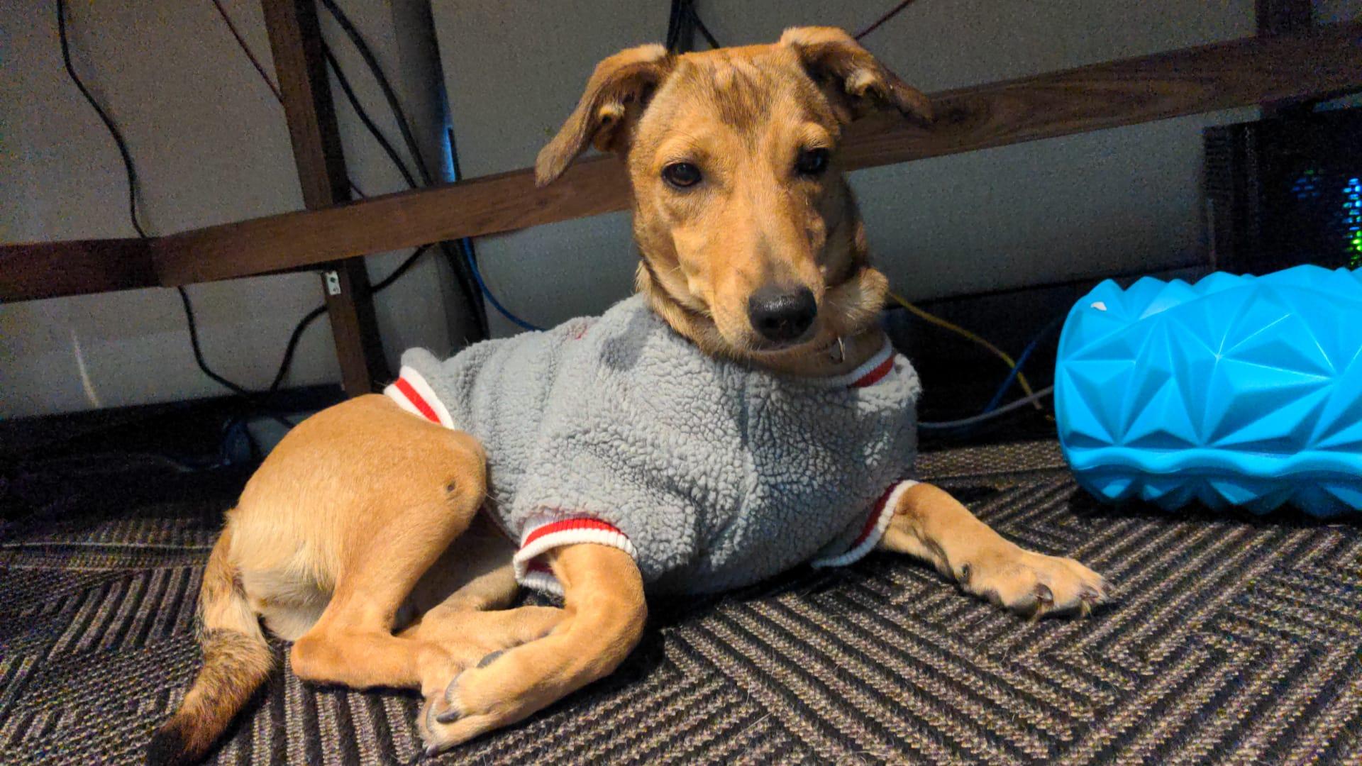 Enlarge Taylor, an adopted mixed breed in Mississauga, ON image 2/6