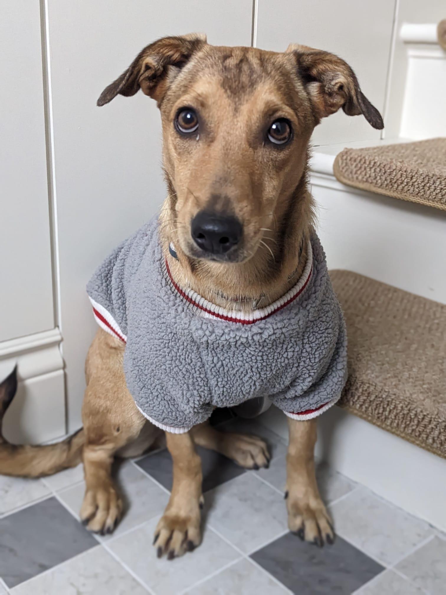 Enlarge Taylor, an adopted mixed breed in Mississauga, ON image 5/6