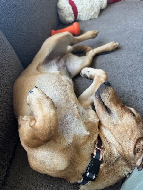 Enlarge Taylor, an adopted mixed breed in Mississauga, ON image 3/6