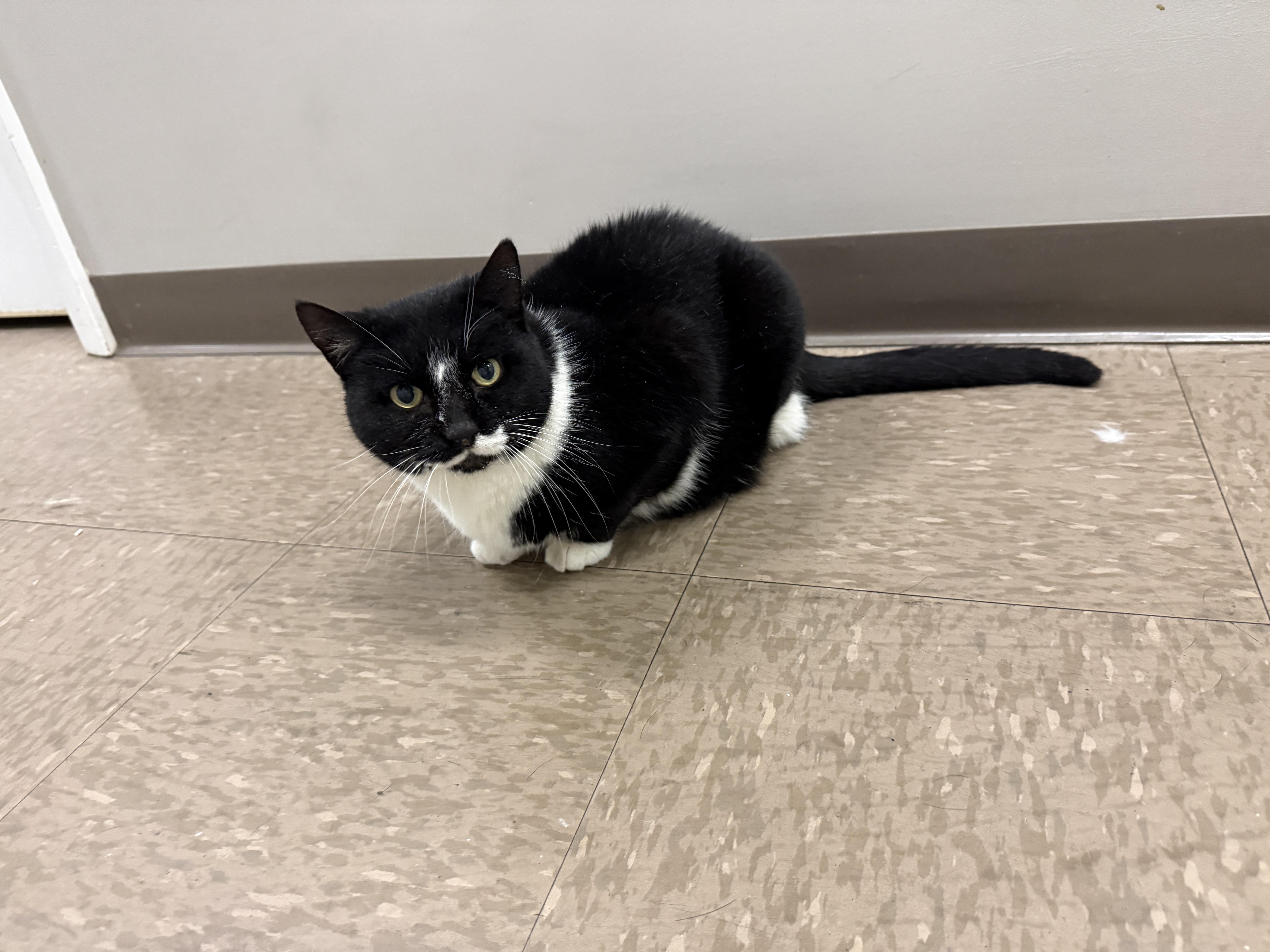 Enlarge Neighborhood, a ADOPTABLE Domestic Short Hair in Nolensville, TN image 2/4
