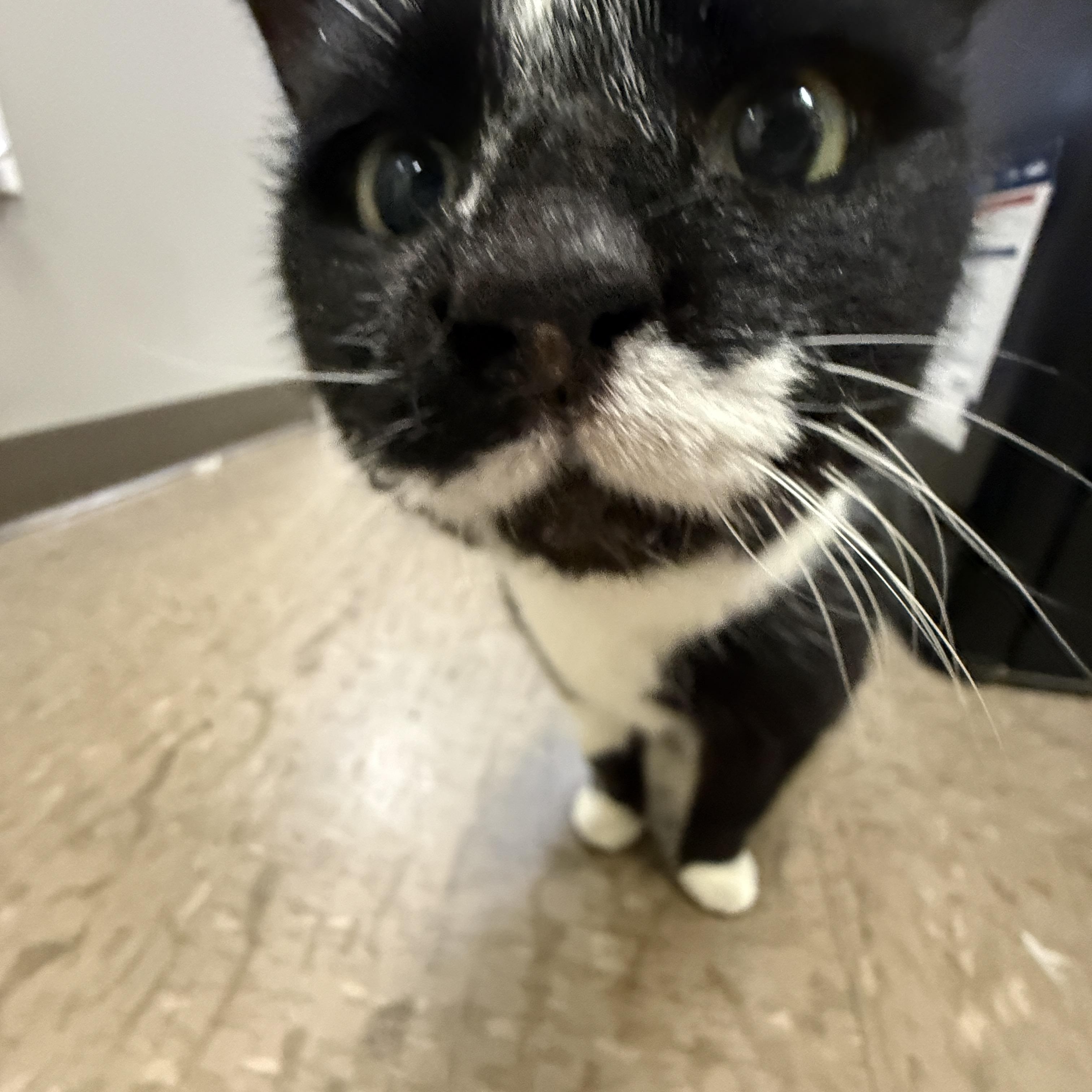 Enlarge Neighborhood, a ADOPTABLE Domestic Short Hair in Nolensville, TN image 3/4