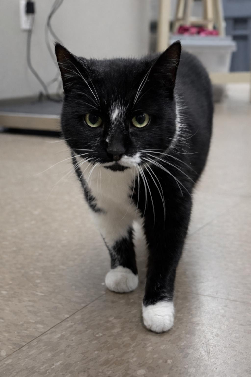 Enlarge Neighborhood, a ADOPTABLE Domestic Short Hair in Nolensville, TN image 1/4