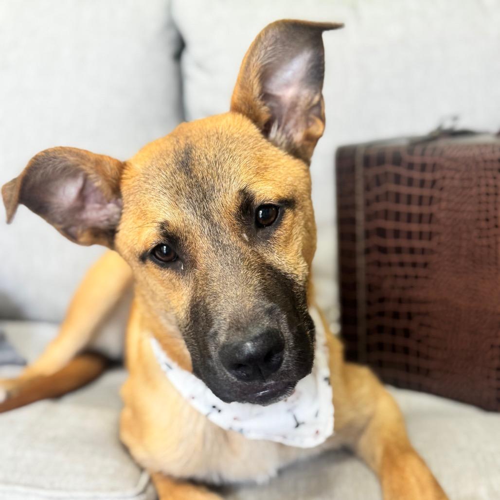 Danny, Adoptable, Young Male Shepherd & Mixed Breed.