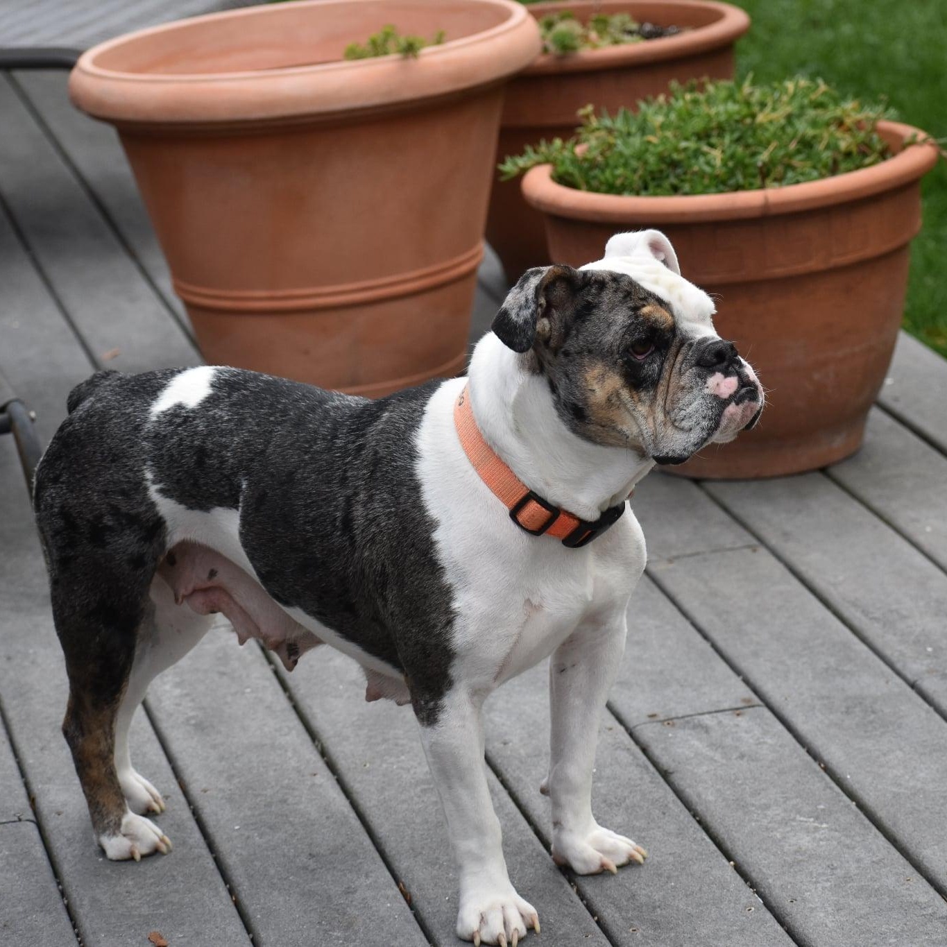 Enlarge Stella, a Adopted mixed breed in Danbury, CT image 4/6