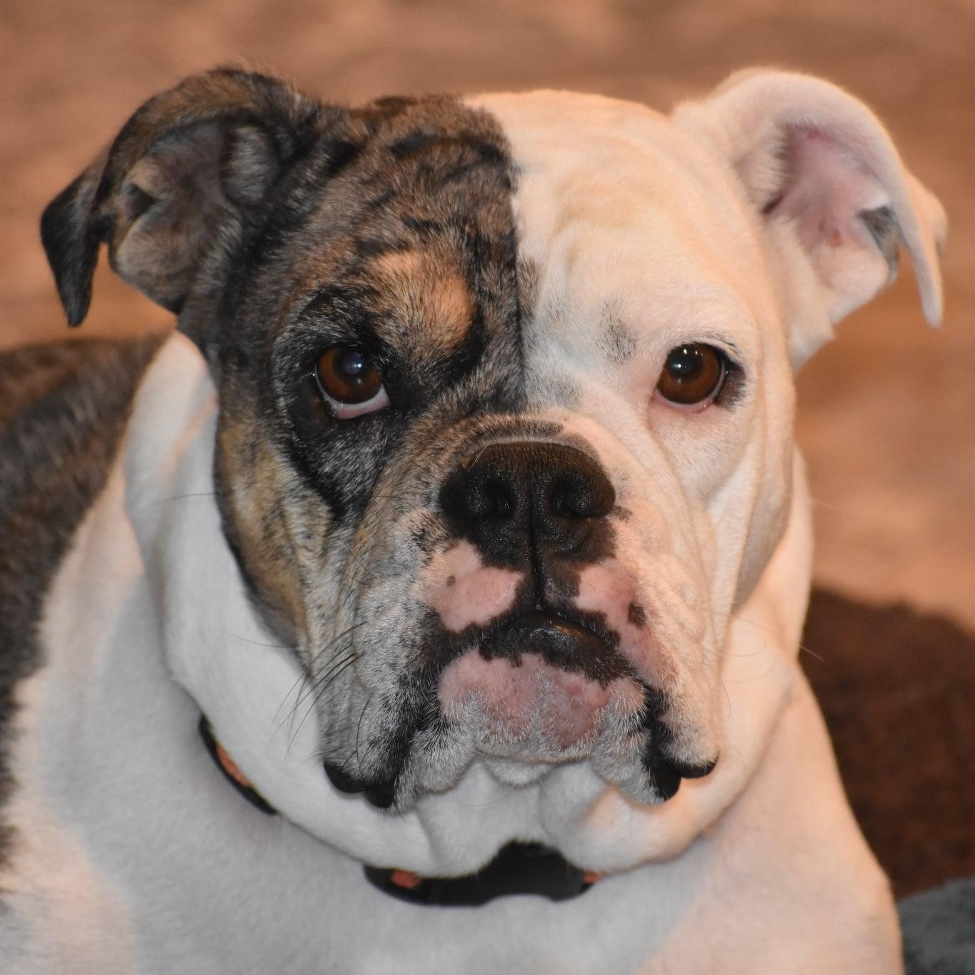 Enlarge Stella, a Adopted mixed breed in Danbury, CT image 3/6