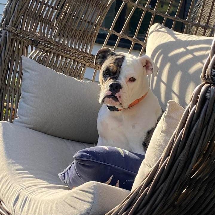 Enlarge Stella, a Adopted mixed breed in Danbury, CT image 5/6