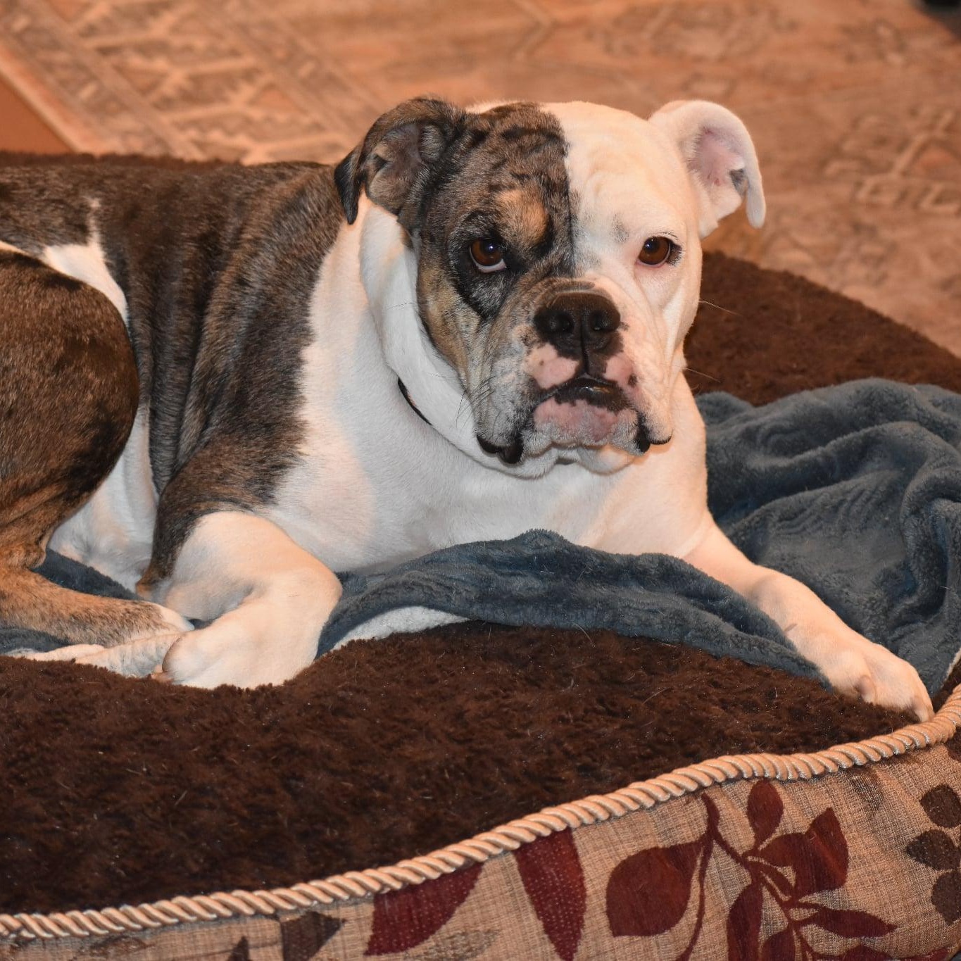 Stella, Adopted, Adult Female American Bulldog.
