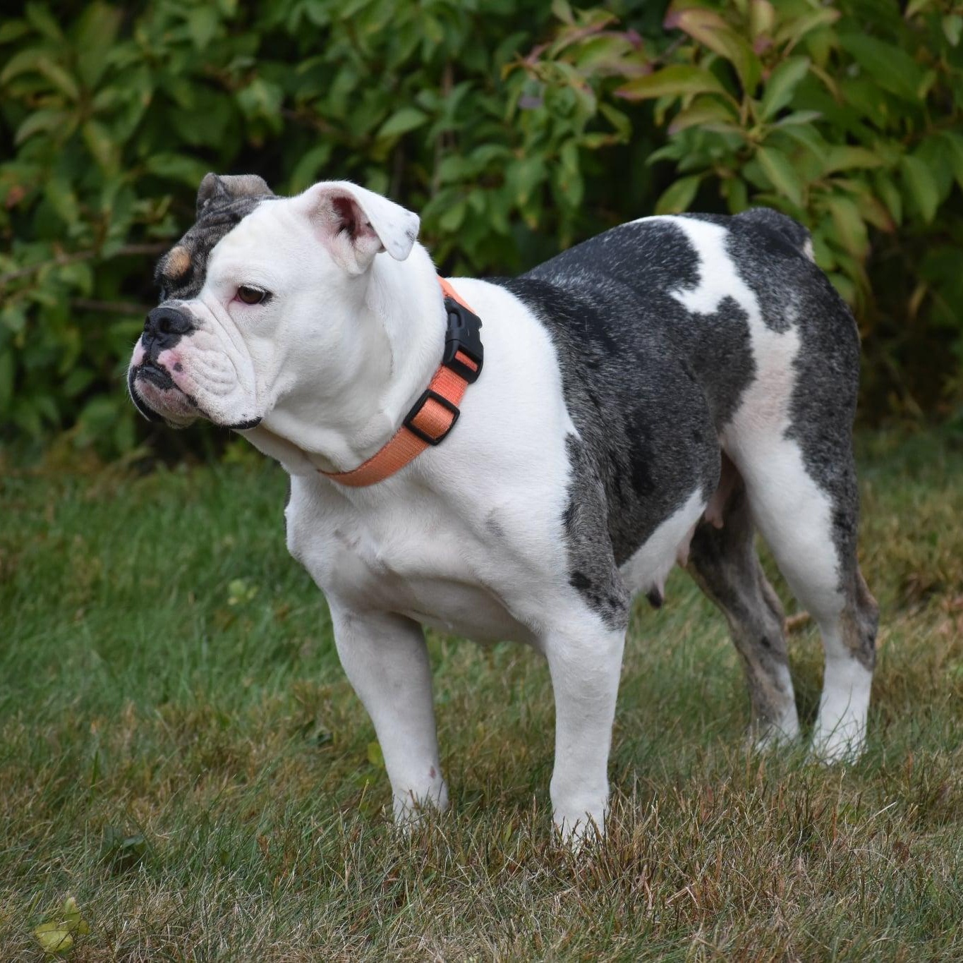 Enlarge Stella, a Adopted mixed breed in Danbury, CT image 2/6