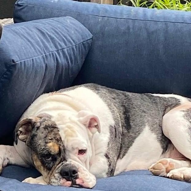 Enlarge Stella, a Adopted mixed breed in Danbury, CT image 6/6