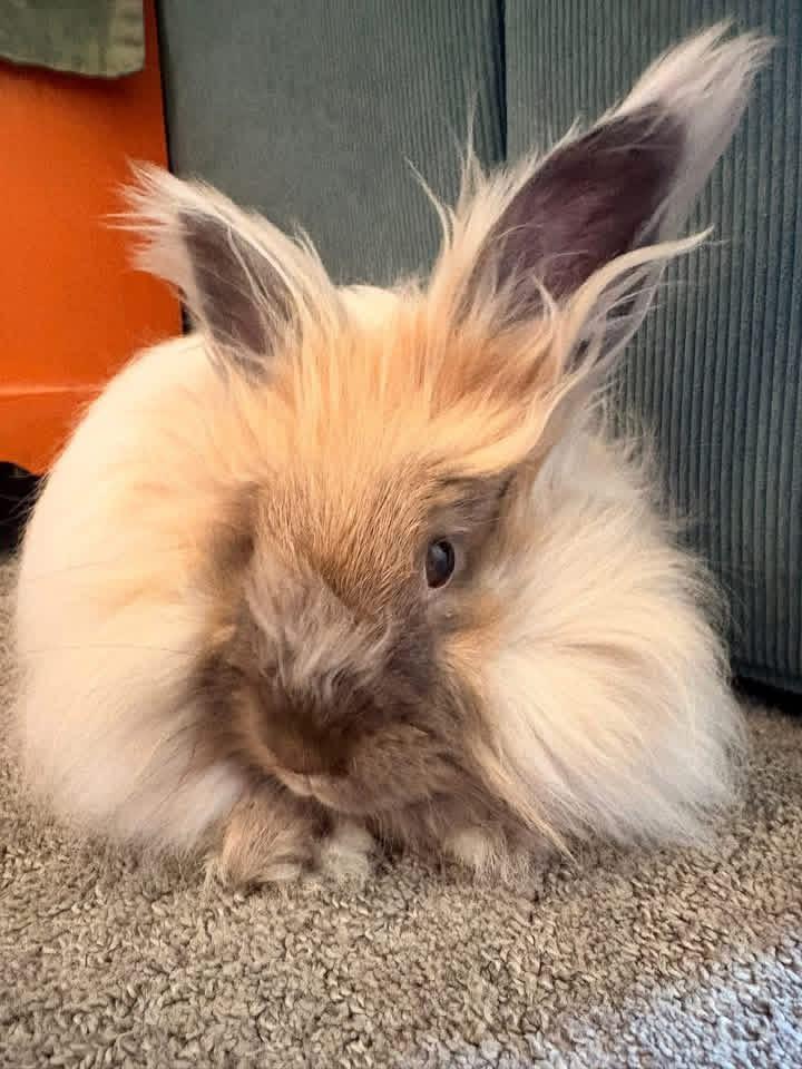 Mufasa , a ADOPTABLE Angora Rabbit in St. Charles, MO image 1/4