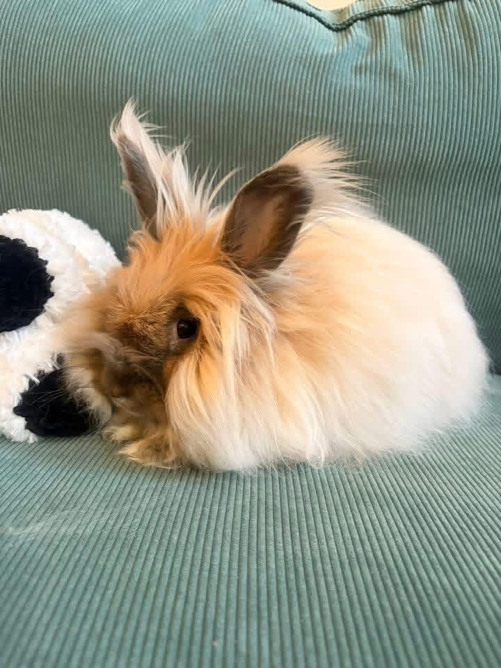 Mufasa , a ADOPTABLE Angora Rabbit in St. Charles, MO image 4/4