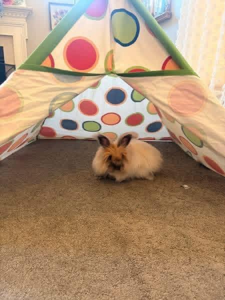 Mufasa , a ADOPTABLE Angora Rabbit in St. Charles, MO image 2/4