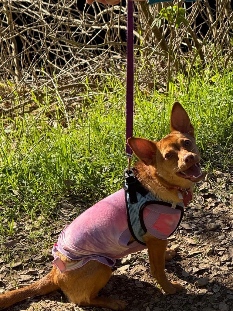 26Elsa, ADOPTABLE, Young Female Chihuahua & Dachshund.