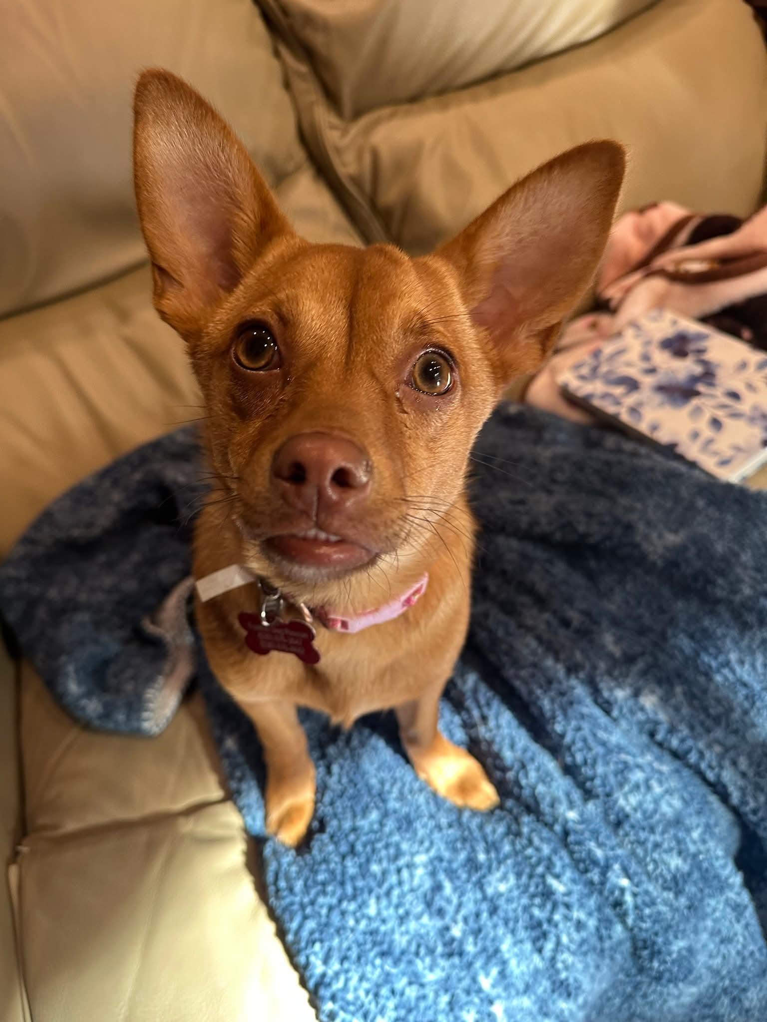 Enlarge 26Elsa, a ADOPTABLE mixed breed in Shingle Springs, CA image 1/6