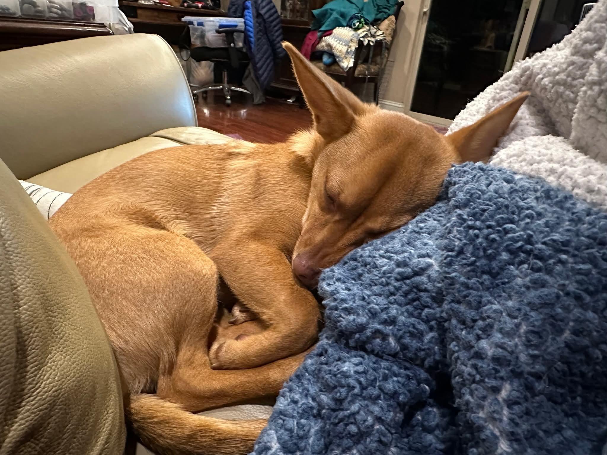 Enlarge 26Elsa, a ADOPTABLE mixed breed in Shingle Springs, CA image 4/6