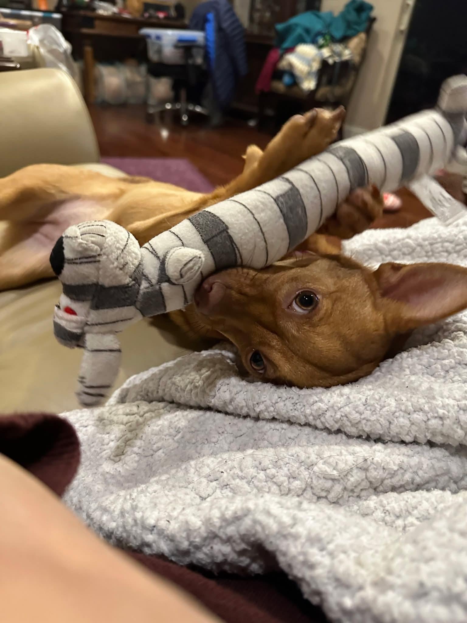 Enlarge 26Elsa, a ADOPTABLE mixed breed in Shingle Springs, CA image 3/6