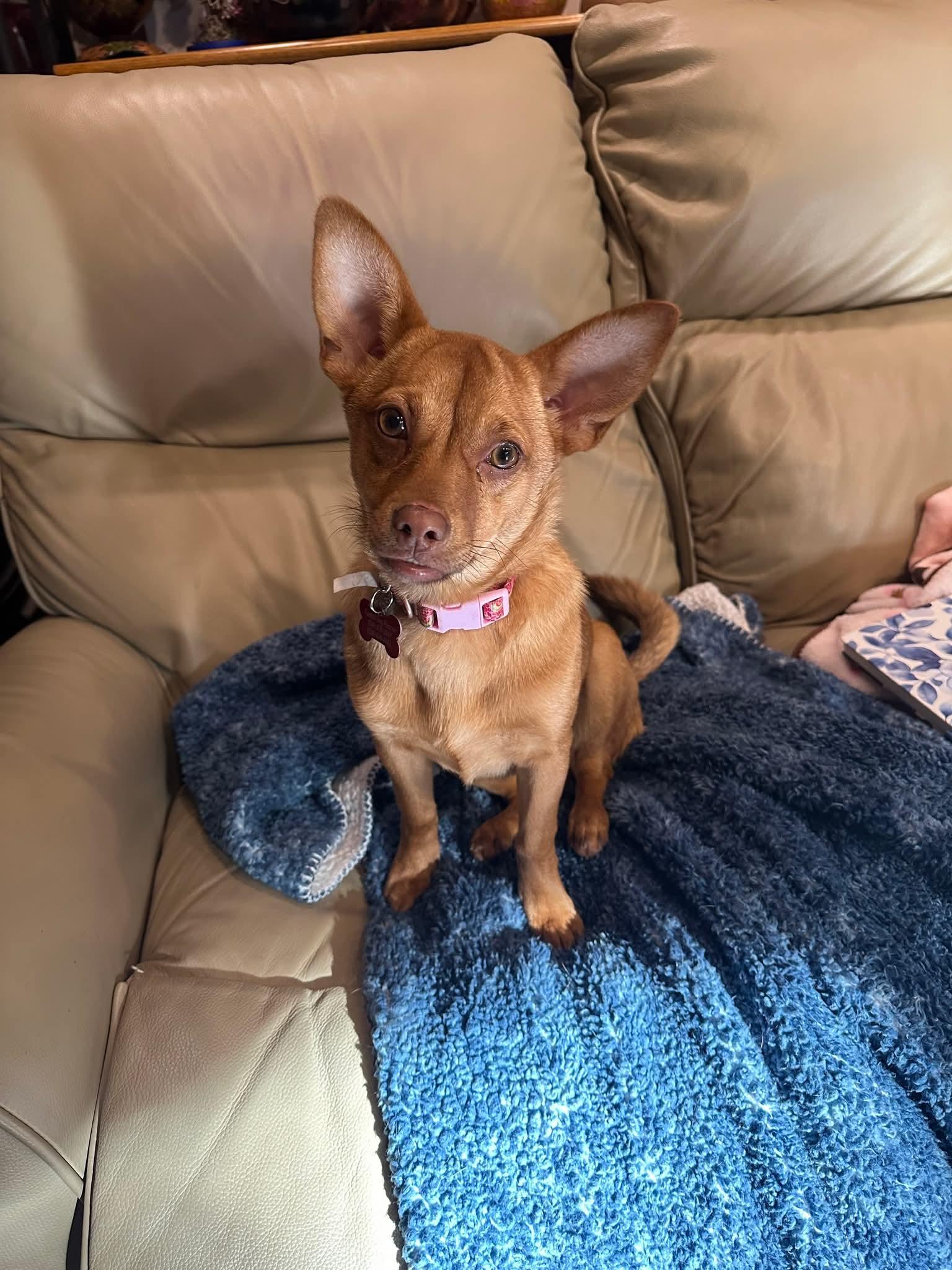 Enlarge 26Elsa, a ADOPTABLE mixed breed in Shingle Springs, CA image 2/6